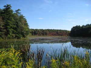 Little known pond near St. Mary's Cemetery
