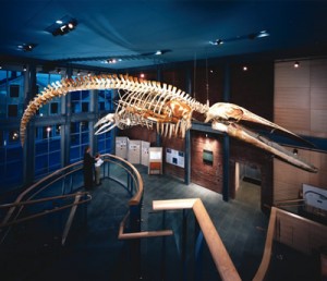 Whaling Museum